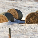 "HAY", look - Prairie Sushi Rolls