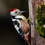Pic mar - Dendrocopos medius - Middle Spotted Woodpecker - Mittelspecht - Pico mediano - Picchio rosso mezzano