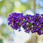 Buddleia