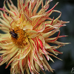 Double Colored Dahlia