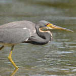 Tricolored Heron