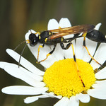 Wasp Black and Yellow Mud Dauber Wasp Sceliphron caementarium Female 1