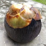 Palmyra Palm / Toddy Palm #10: FRUIT ( তাল )