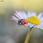 In precario equilibrio