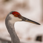 Sandhill Crane - 2021-01-02