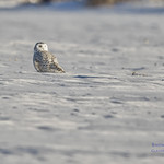 Snowscape_WEB_2U6A3419