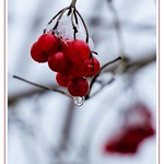 Vogelbeeren - Birdberries