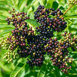 sBs_2008(vac)_1503-2