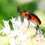 wedge-shaped beetle (Macrosiagon limbata) male on mountain mint at Decorah Prairie IA 653A4516
