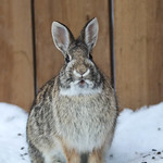 Eastern Cottontail