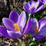 Crocus