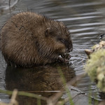 Muskrat