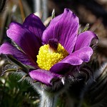 Kuhschelle (Pulsatilla)