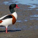 Common shelduck.