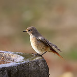 0S8A1609. Common Redstart (Phoenicurus phoenicurus) f