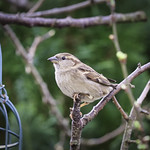 Female sparrow