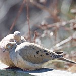 Mourning Dove love.