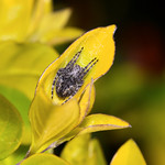 Spider, sweet slumber