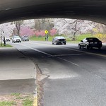 Essex County Cherry Blossom Festival in Branch Book Park Newark New Jersey USA 2021