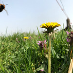 Flight of the bumblebee