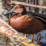 Cinnamon Teal (Male)