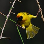 Starting a new nest...