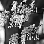 Sugar Maple Flowers