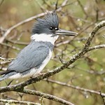 Male Belted Kingfisher