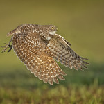Burrowing Owl, not burowing