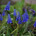 Muscari