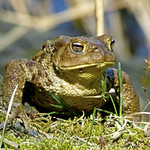 Bufo bufo / Rospo comune