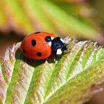 7 Spot Ladybird