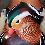 A Portrait of Beauty