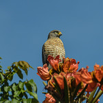 Sempre na torre de vigia/all along the watchtower