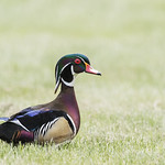 Water on a duck's back...