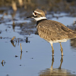 Killdeer