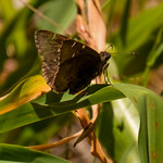 Northern Cloudywing (Thorybes pylades)