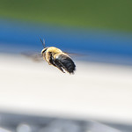 Bumble Bee - 2