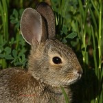 Young cottontail