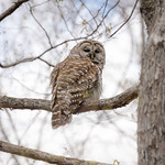 Barred Owl