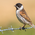 Bird on a Wire.........