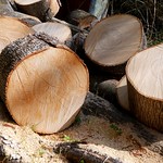 Spitzahorn / Norway maple