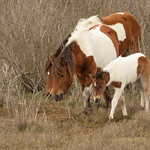 Following the Leader