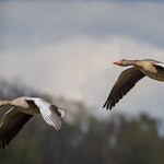 Tiefflug / Low-Level Flight