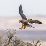 Swainson's Hawk