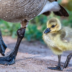 Step By Step - Following In Mommy's Footsteps