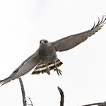 _07A5493 Adult Gray Hawk