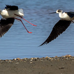 Incoming ... IMG_2149