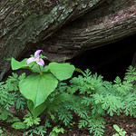 Western Trillium Flower with Bleeding Hearts