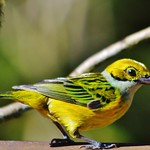 Male Silver-throated Tanager (Tangara icterocephala)
